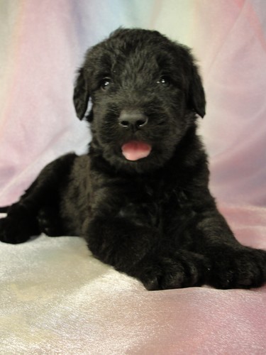 Female Giant Schnoodle Puppy for Sale #2 Born June 16, 2011